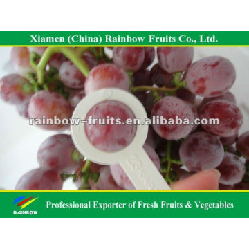 Nasik grapes from Yunnan & Xinjiang area Red globe grape fresh fruit Red grape from China import export companies pune